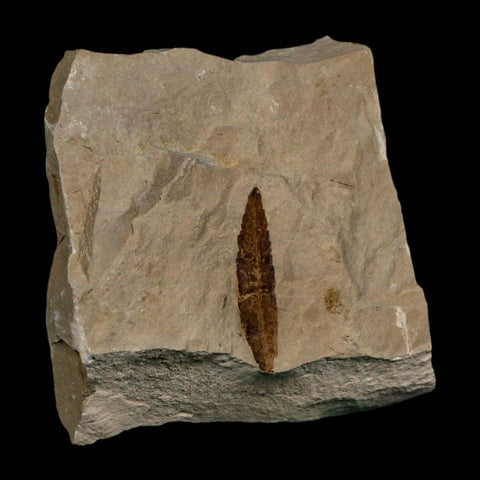 1.4" Detailed Cedrelospermum Nervosum Fossil Plant Leaf Eocene Age Green River FM UT - Fossil Age Minerals