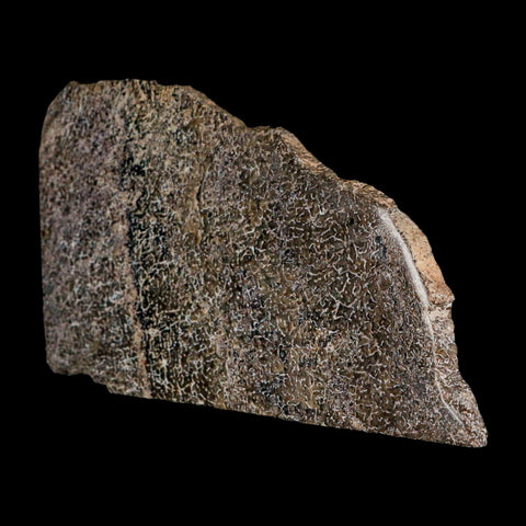 4.9" Fossil Dinosaur Gem Bone Cut Polished Slab Agatized Dinosaur Bone Morocco - Fossil Age Minerals