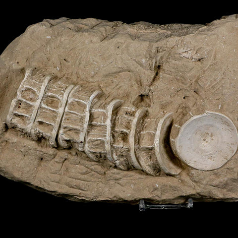 12.2" Otodus Obliquus Shark Vertebrae Fossil Bone In Matrix Morocco COA Stand