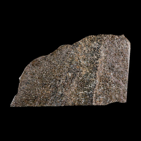 4.9" Fossil Dinosaur Gem Bone Cut Polished Slab Agatized Dinosaur Bone Morocco - Fossil Age Minerals