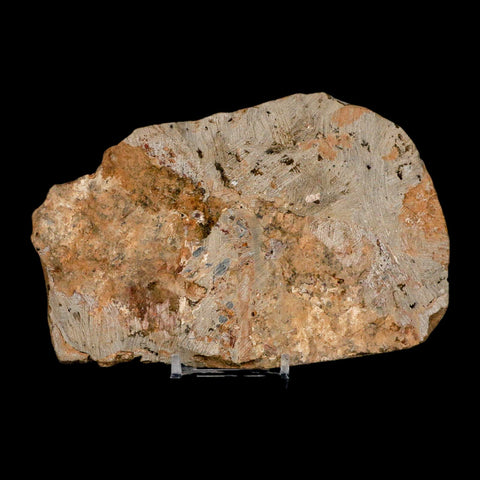 2 Two Brittlestar Ophiura Sp Starfish Fossil Ordovician Age Morocco COA & Stand - Fossil Age Minerals