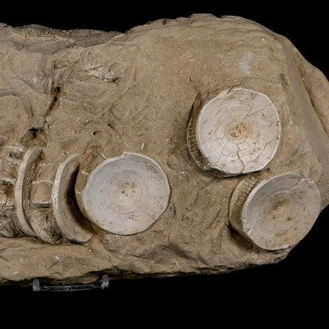 12.2" Otodus Obliquus Shark Vertebrae Fossil Bone In Matrix Morocco COA Stand