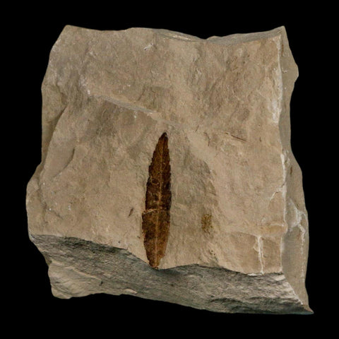 1.4" Detailed Cedrelospermum Nervosum Fossil Plant Leaf Eocene Age Green River FM UT - Fossil Age Minerals