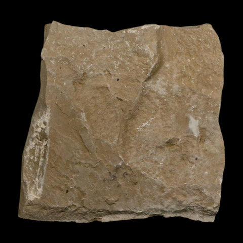 1.4" Detailed Cedrelospermum Nervosum Fossil Plant Leaf Eocene Age Green River FM UT - Fossil Age Minerals