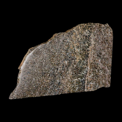 4.9" Fossil Dinosaur Gem Bone Cut Polished Slab Agatized Dinosaur Bone Morocco - Fossil Age Minerals