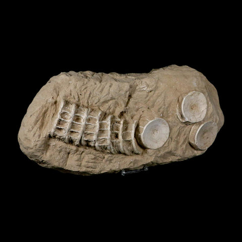 12.2" Otodus Obliquus Shark Vertebrae Fossil Bone In Matrix Morocco COA Stand