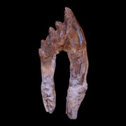 3.8" Basilosaurus Tooth Rooted Prehistoric Whale 34 Mil Yrs Old Late Eocene COA