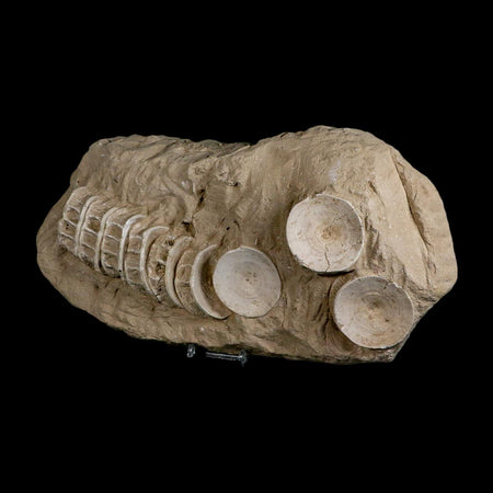 12.2" Otodus Obliquus Shark Vertebrae Fossil Bone In Matrix Morocco COA Stand