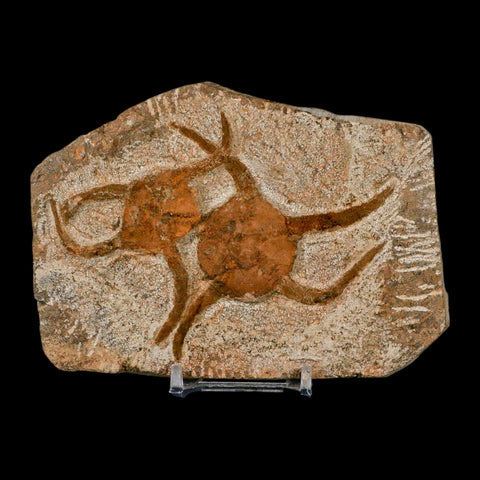 2 Two Brittlestar Ophiura Sp Starfish Fossil Ordovician Age Morocco COA & Stand - Fossil Age Minerals