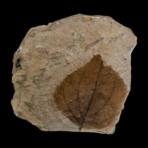 2.1" Detailed Eugenia Americana Fossil Plant Leaf Eocene Age Green River Formation Utah - Fossil Age Minerals