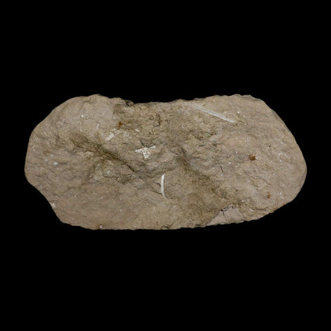 12.2" Otodus Obliquus Shark Vertebrae Fossil Bone In Matrix Morocco COA Stand