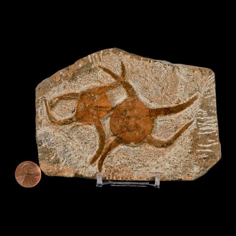 2 Two Brittlestar Ophiura Sp Starfish Fossil Ordovician Age Morocco COA & Stand - Fossil Age Minerals