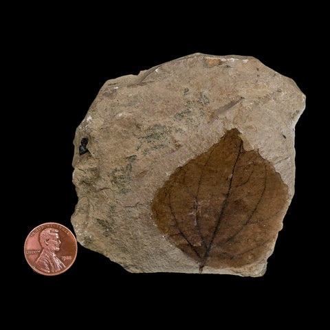 2.1" Detailed Eugenia Americana Fossil Plant Leaf Eocene Age Green River Formation Utah - Fossil Age Minerals