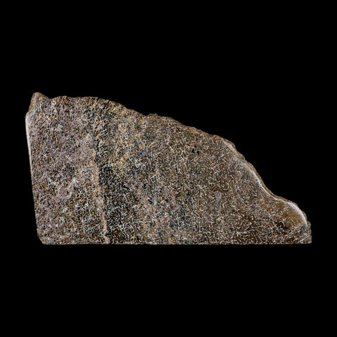 5.7" Fossil Dinosaur Gem Bone Cut Polished Slab Agatized Dinosaur Bone Morocco - Fossil Age Minerals