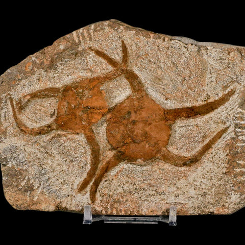 2 Two Brittlestar Ophiura Sp Starfish Fossil Ordovician Age Morocco COA & Stand - Fossil Age Minerals