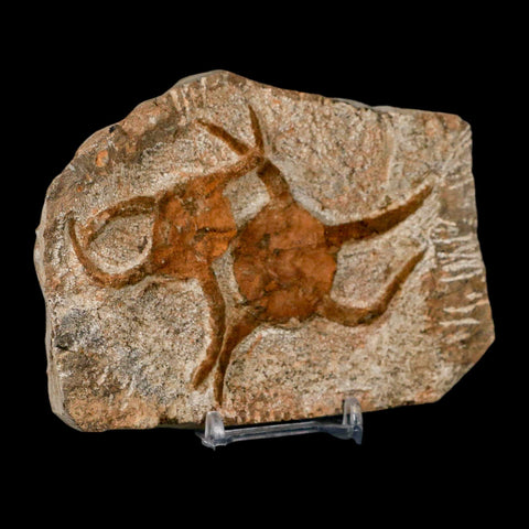 2 Two Brittlestar Ophiura Sp Starfish Fossil Ordovician Age Morocco COA & Stand - Fossil Age Minerals