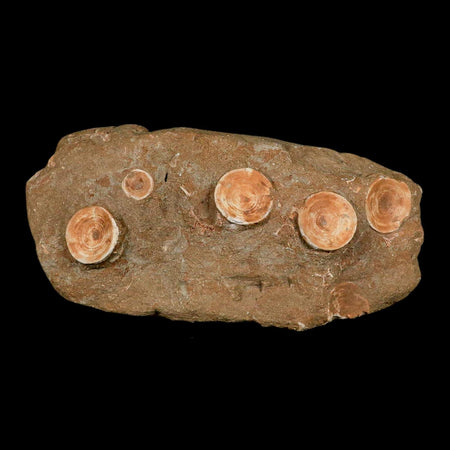 11" Otodus Obliquus Shark Vertebrae Fossil Bone In Matrix Morocco COA Stand