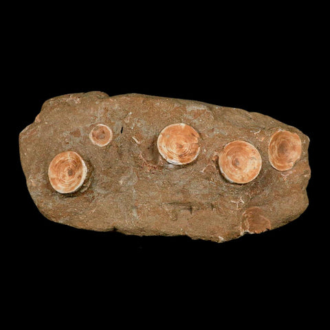 11" Otodus Obliquus Shark Vertebrae Fossil Bone In Matrix Morocco COA Stand