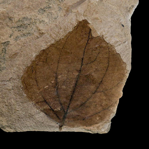 2.1" Detailed Eugenia Americana Fossil Plant Leaf Eocene Age Green River Formation Utah - Fossil Age Minerals