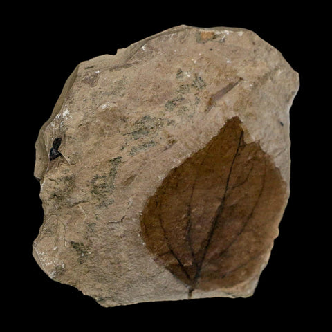2.1" Detailed Eugenia Americana Fossil Plant Leaf Eocene Age Green River Formation Utah - Fossil Age Minerals