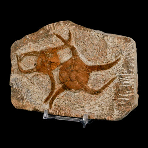 2 Two Brittlestar Ophiura Sp Starfish Fossil Ordovician Age Morocco COA & Stand - Fossil Age Minerals
