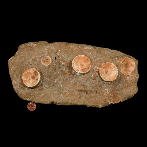 11" Otodus Obliquus Shark Vertebrae Fossil Bone In Matrix Morocco COA Stand