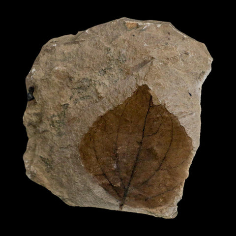 2.1" Detailed Eugenia Americana Fossil Plant Leaf Eocene Age Green River Formation Utah - Fossil Age Minerals