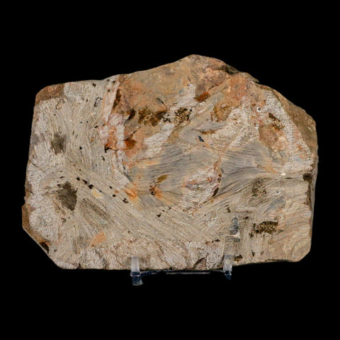2 Two Brittlestar Ophiura Sp Starfish Fossil Ordovician Age Morocco COA & Stand - Fossil Age Minerals