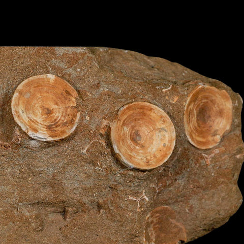 11" Otodus Obliquus Shark Vertebrae Fossil Bone In Matrix Morocco COA Stand