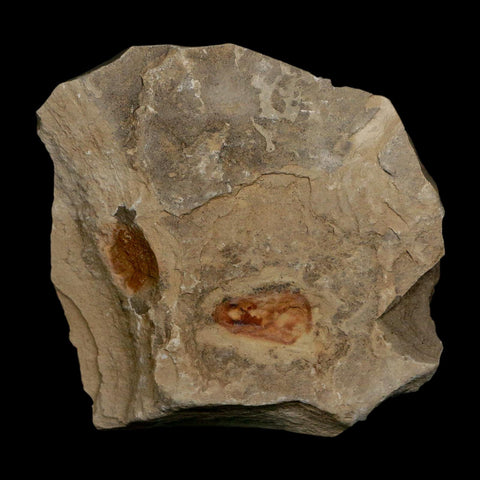 2.1" Detailed Eugenia Americana Fossil Plant Leaf Eocene Age Green River Formation Utah - Fossil Age Minerals