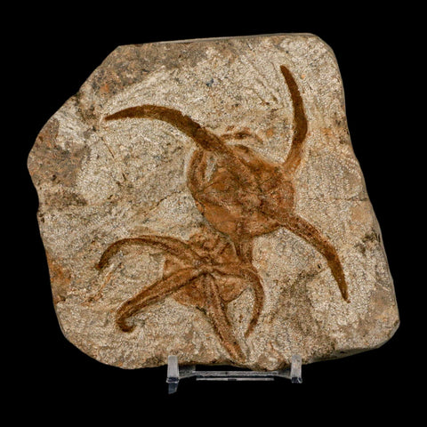 2 Two Brittlestar Ophiura Sp Starfish Fossil Ordovician Age Morocco COA & Stand - Fossil Age Minerals