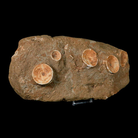 11" Otodus Obliquus Shark Vertebrae Fossil Bone In Matrix Morocco COA Stand