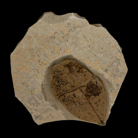 1.8" Detailed Leguminosites Lesquereuxiana Fossil Plant Leaf Eocene Green River FM Utah - Fossil Age Minerals
