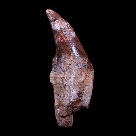 2.9" Basilosaurus Tooth Rooted Prehistoric Whale 34 Mil Yrs Old Late Eocene COA