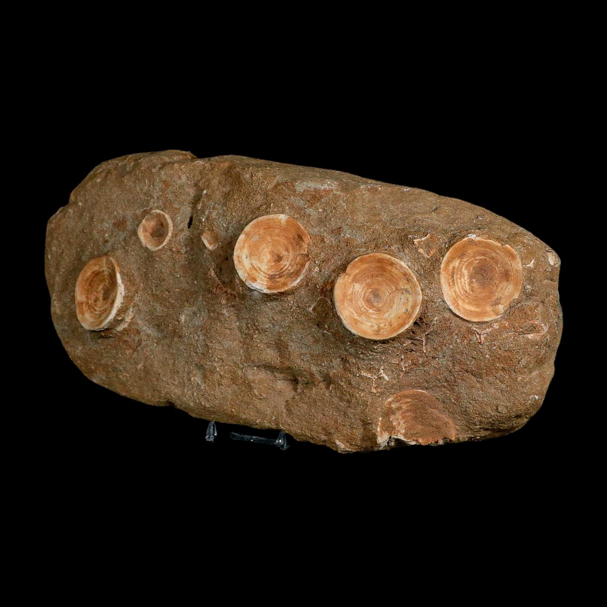 11" Otodus Obliquus Shark Vertebrae Fossil Bone In Matrix Morocco COA Stand - Fossil Age Minerals