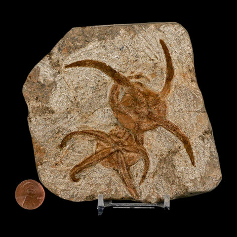 2 Two Brittlestar Ophiura Sp Starfish Fossil Ordovician Age Morocco COA & Stand - Fossil Age Minerals