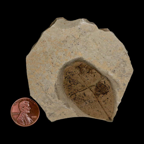 1.8" Detailed Leguminosites Lesquereuxiana Fossil Plant Leaf Eocene Green River FM Utah - Fossil Age Minerals