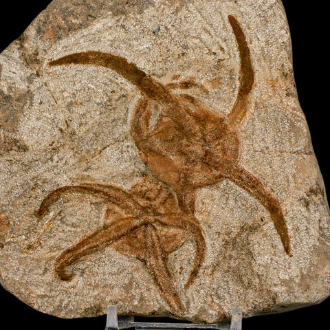 2 Two Brittlestar Ophiura Sp Starfish Fossil Ordovician Age Morocco COA & Stand - Fossil Age Minerals