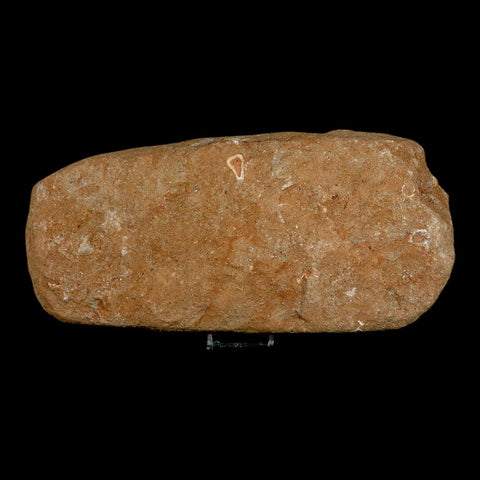 11" Otodus Obliquus Shark Vertebrae Fossil Bone In Matrix Morocco COA Stand