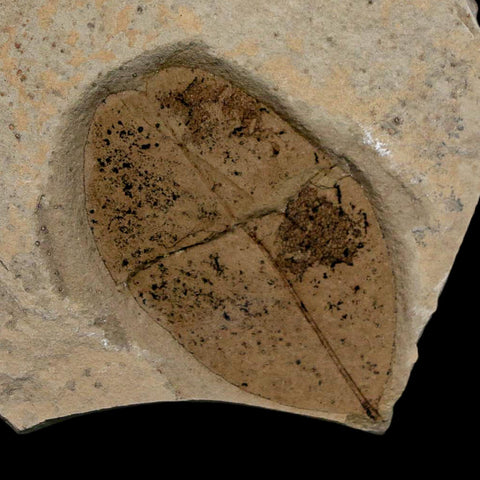 1.8" Detailed Leguminosites Lesquereuxiana Fossil Plant Leaf Eocene Green River FM Utah - Fossil Age Minerals
