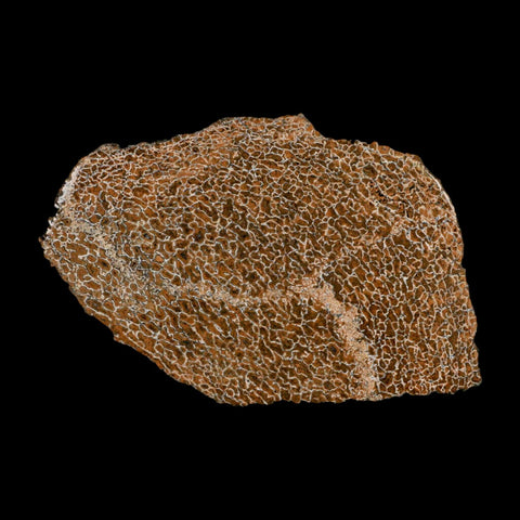 4.6" Fossil Dinosaur Gem Bone Cut Polished Slab Agatized Dinosaur Bone Morocco - Fossil Age Minerals