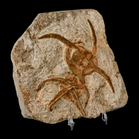 2 Two Brittlestar Ophiura Sp Starfish Fossil Ordovician Age Morocco COA & Stand - Fossil Age Minerals
