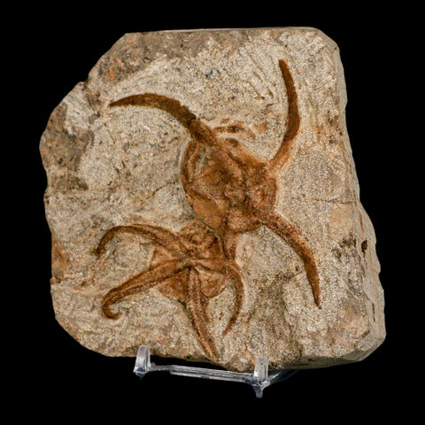 2 Two Brittlestar Ophiura Sp Starfish Fossil Ordovician Age Morocco COA & Stand - Fossil Age Minerals
