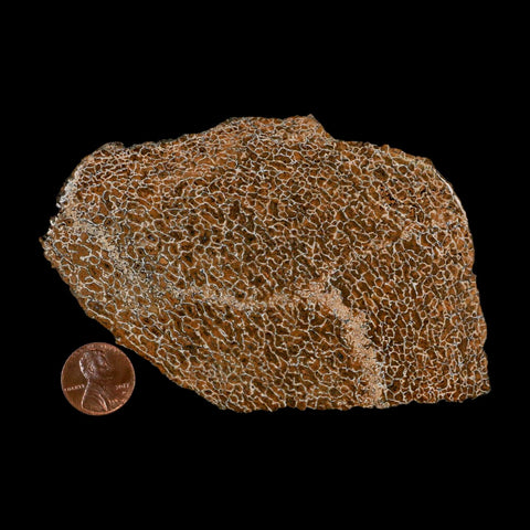 4.6" Fossil Dinosaur Gem Bone Cut Polished Slab Agatized Dinosaur Bone Morocco - Fossil Age Minerals