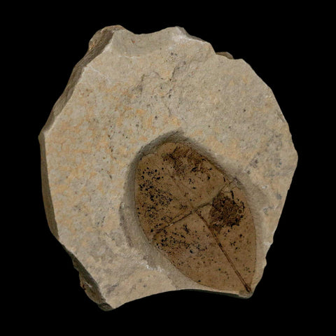 1.8" Detailed Leguminosites Lesquereuxiana Fossil Plant Leaf Eocene Green River FM Utah - Fossil Age Minerals