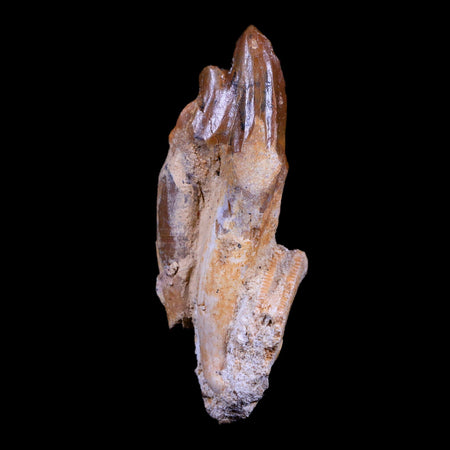 2.8" Basilosaurus Tooth Rooted Prehistoric Whale 34 Mil Yrs Old Late Eocene COA