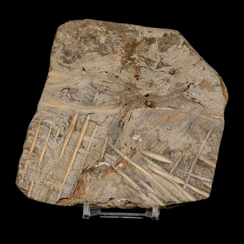 2 Two Brittlestar Ophiura Sp Starfish Fossil Ordovician Age Morocco COA & Stand - Fossil Age Minerals