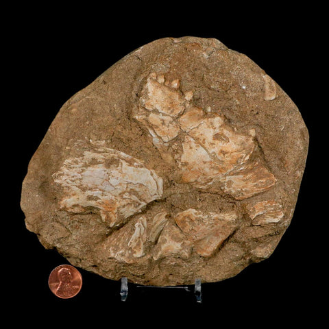 6.2" Eutrichiurides Fossil Fish Jaw Teeth In Matrix Cretaceous Dinosaur Era Morocco