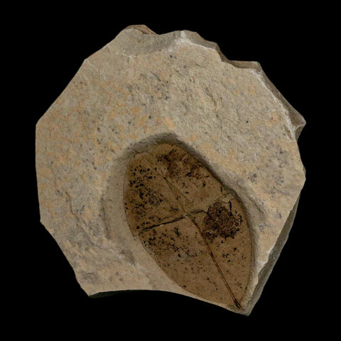 1.8" Detailed Leguminosites Lesquereuxiana Fossil Plant Leaf Eocene Green River FM Utah - Fossil Age Minerals