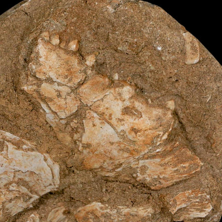 6.2" Eutrichiurides Fossil Fish Jaw Teeth In Matrix Cretaceous Dinosaur Era Morocco